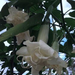 Pictures of Brugmansia Papas Girls Flowers
