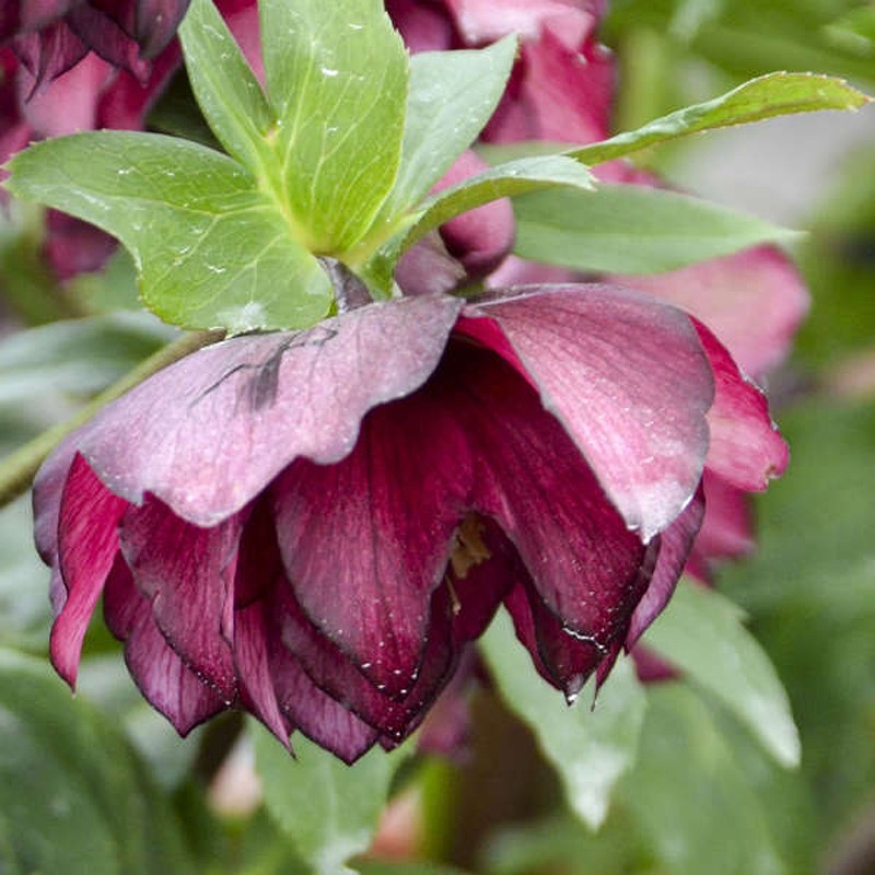 Picture of Helleborus True Love Flowers from Walters Gardens