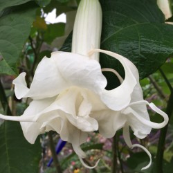 Pictures of Brugmansia Papas Girls Flowers