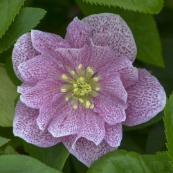 Picture of Helleborus Wedding Crasher Flowers at Walters Gardens