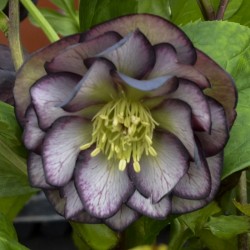 Picture of Helleborus Black Tie Affair Flowers from Walters Gardens
