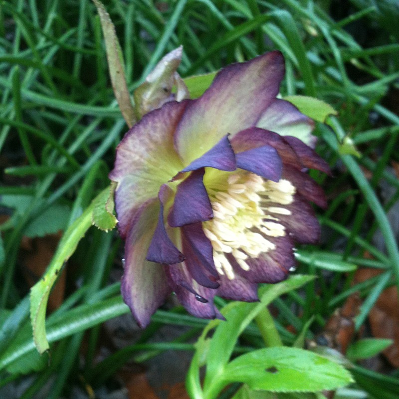 Picture of Helleborus Black Tie Affair Flowers in our garden