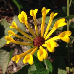 Close-up picture of Rudbeckia Little Henry flower