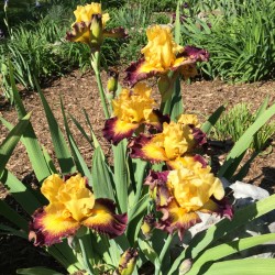 Clump picture of this Iris variety