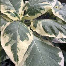 Pictures of Brugmansia Snowbank Foliage