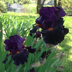 Established clump picture of this Iris variety