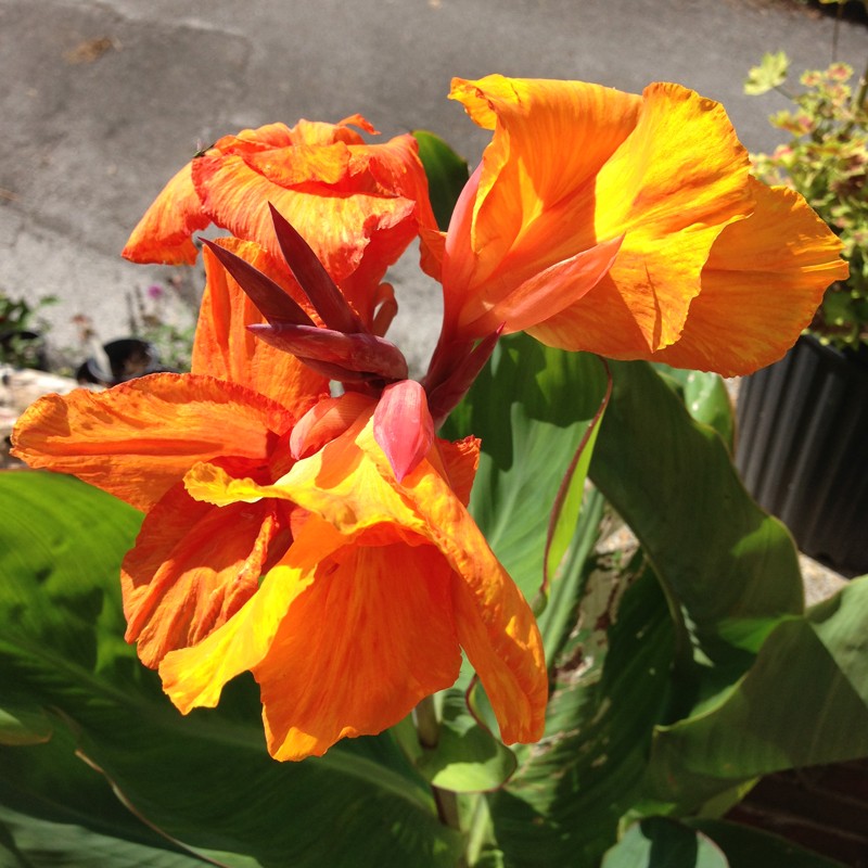 Picture of Canna Orange Beauty