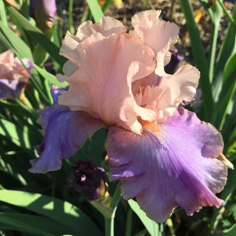 Picture of Florentine Silk Iris flower