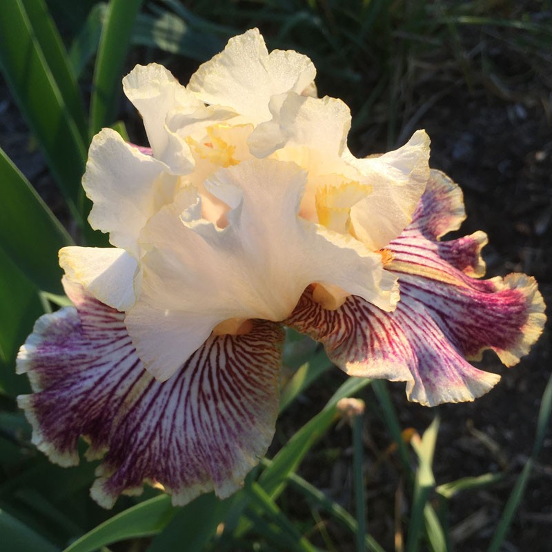 Picture of the flower of this iris variety