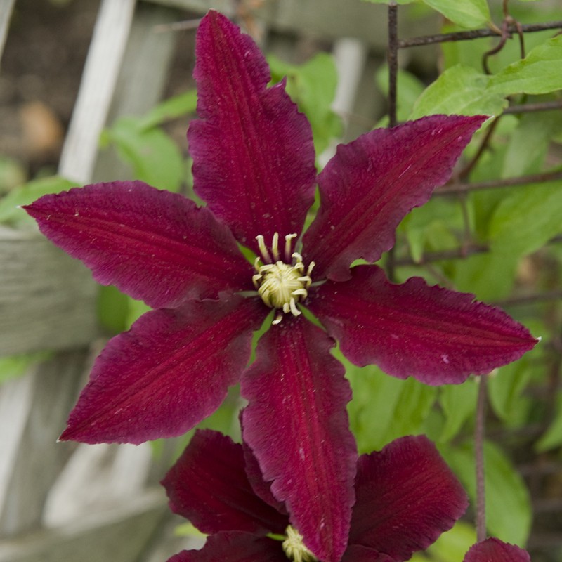 Picture of Clematis Niobe Flower