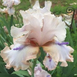 Flower picture of this iris variety