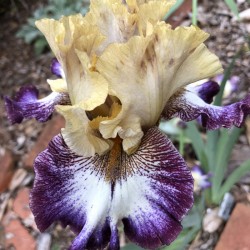 Flower picture of this iris variety Iris