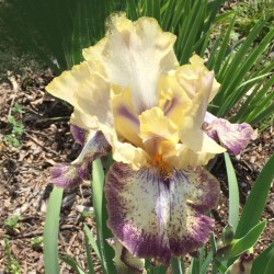 Flower picture of this iris variety.