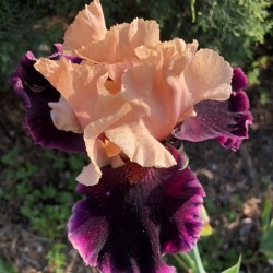 picture of this iris variety flower in our garden