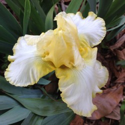 Picture of the flower of this Iris variety