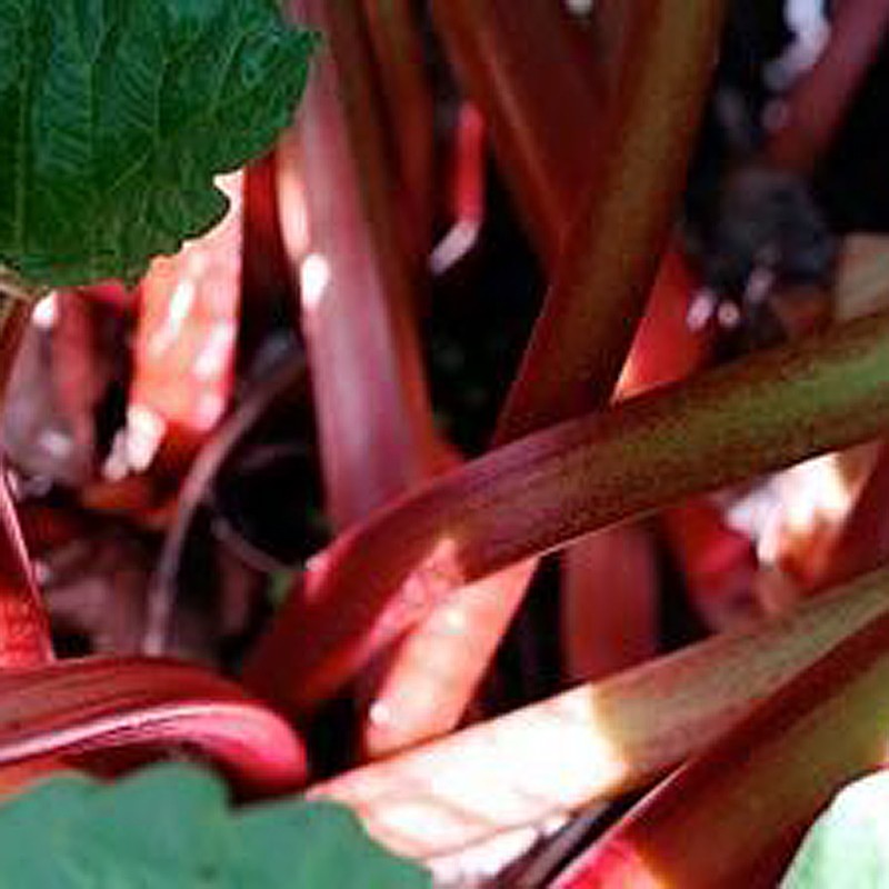 red rhubarb growing in our garden