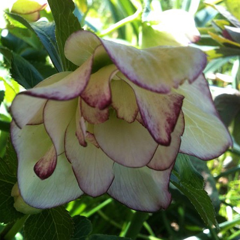 Picture of Helleborus Flower Girl Flowers in our garden