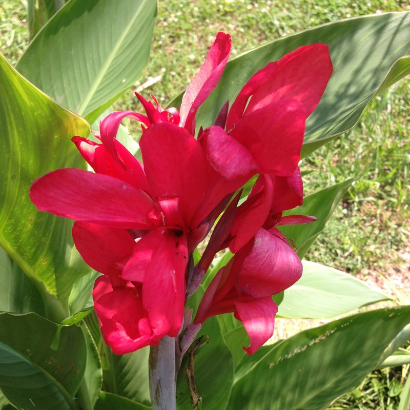 Picture of Canna City of Portland Flower