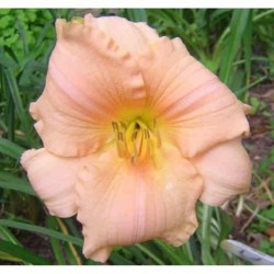 Picture of this variety daylily flowers