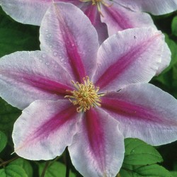 Picture of Clematis Bee's Jubilee Flower after it ages