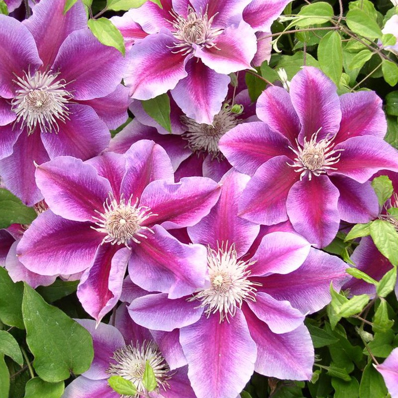 Picture of Clematis Flower