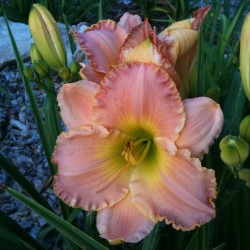 Daylily Love in the Library