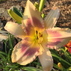 Picture of this variety daylily flower