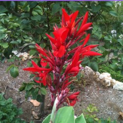 Picture of Canna Old-fashioned Red Flower