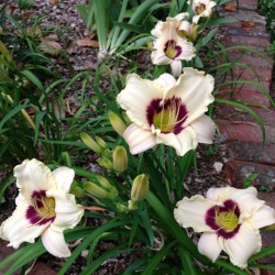 Established clump picture of this variety daylily flower