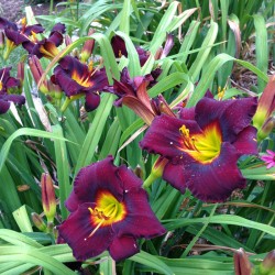 Established clump picture of this variety daylily flower