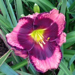 Picture of this variety daylily flower