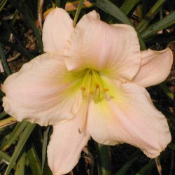 picture of this variety daylily flower