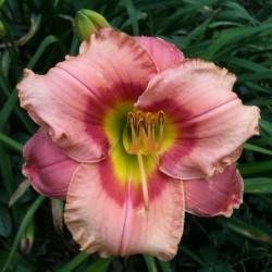 picture of this variety daylily flower