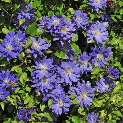 picture of this variety clematis