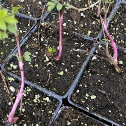Clematis JACKPOT pink Perennial Vine Plant Naturally Grown