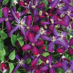 Close up picture of this clematis flowers