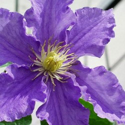 Picture of Clematis Flower
