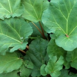 picture of rhubarb leaves