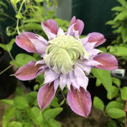 Picture of Clematis Josephine when flower first opens