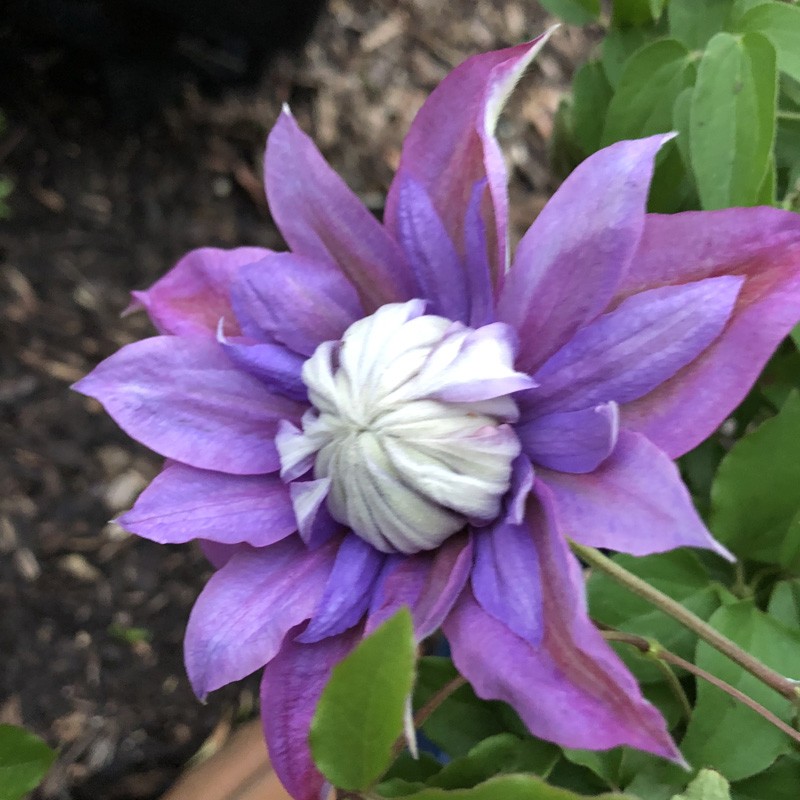 Picture of Clematis Diamantina Flower when it first opens