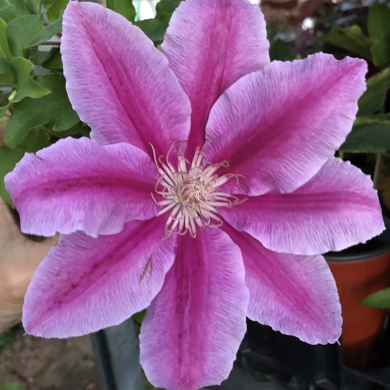 Picture of Clematis Bee's Jubilee Flower when it first opens