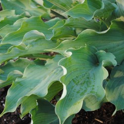 Close Up Picture of Hosta Joy Ride Leaves