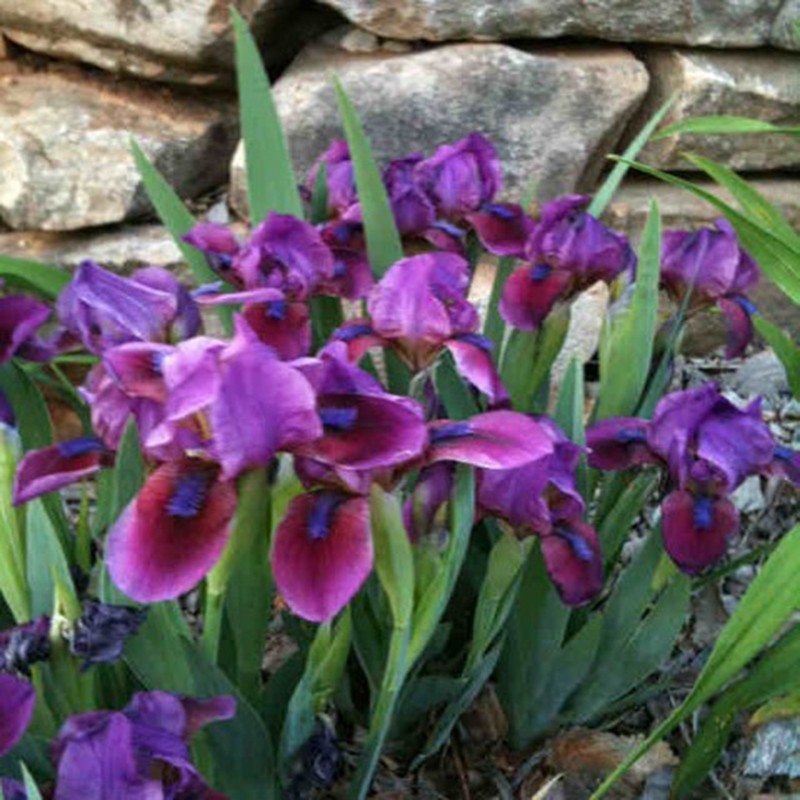 picture of established clump of dwarf iris Candy Apple