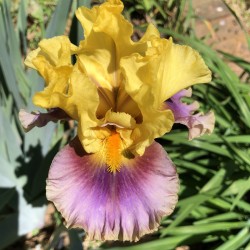 picture of this iris variety flower