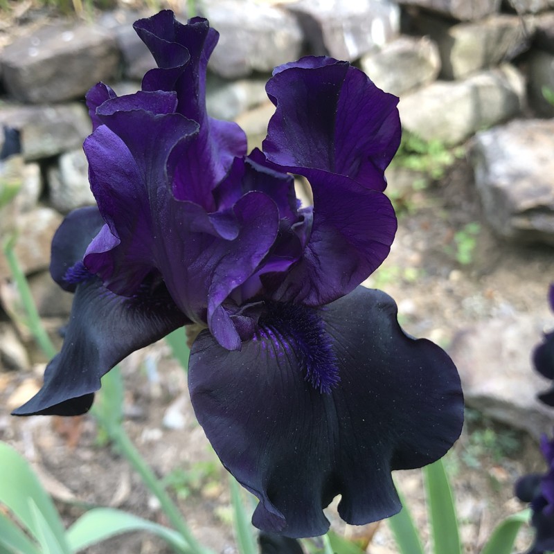 picture of this iris variety