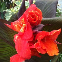 Picture of Canna Australia Flower