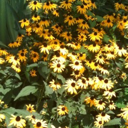 Picture of Rudbeckia in established clump in our garden.