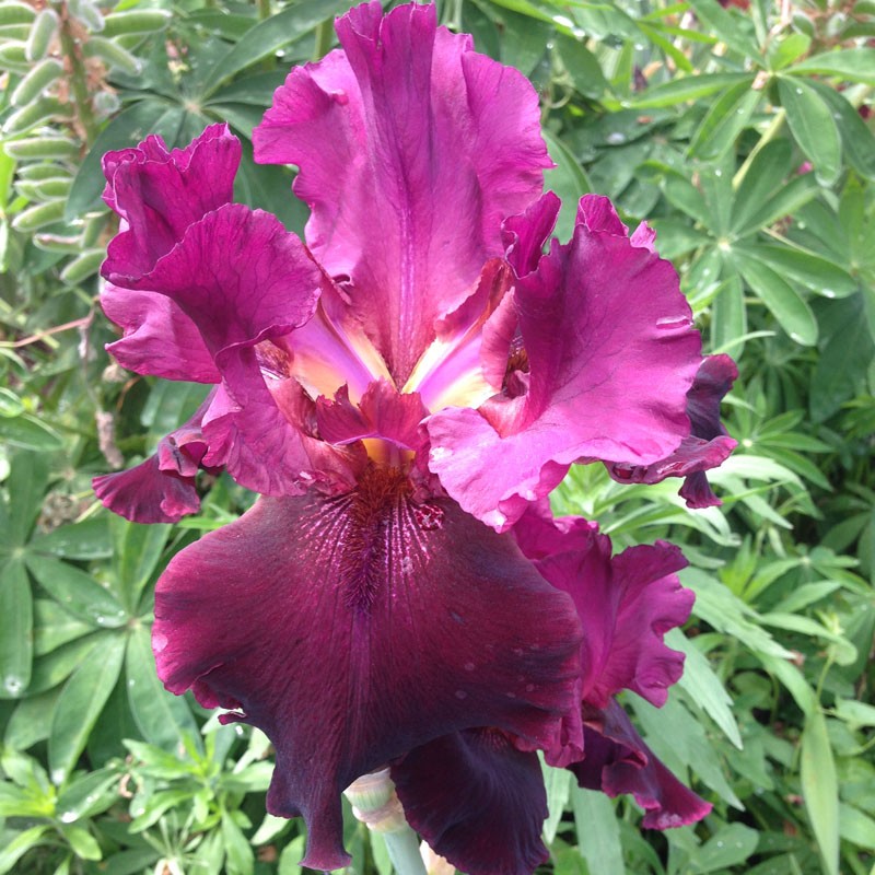 Picture of Company Red Iris flower