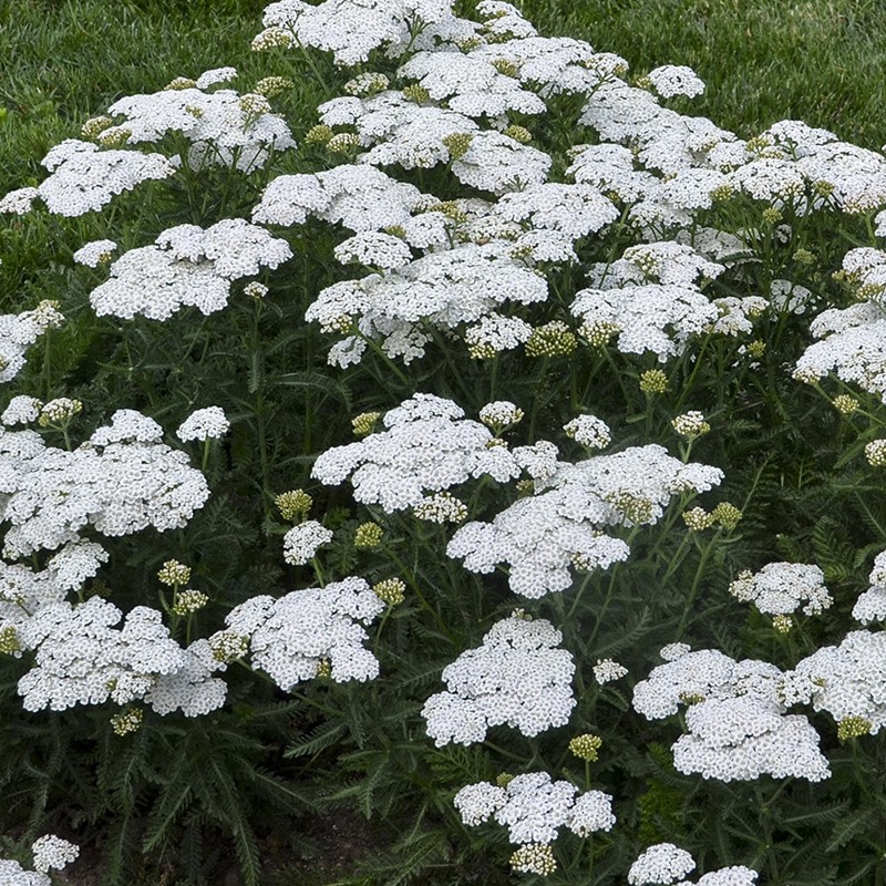 flowers on this yarrow plant at Walters Gardens