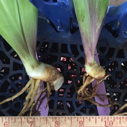 Random sample rhizomes from our iris, dwarf on the right